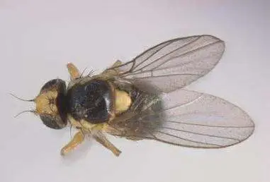 Liriomyza sativae