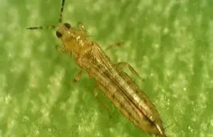 Frankliniella occidentalis