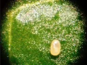 huevos de tuta absoluta