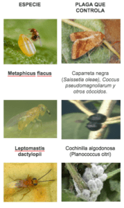 parasitoides5