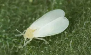 trialeurodes vaporariorum