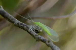 Chrysoperla externa