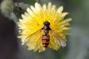 Episyrphus-balteatus