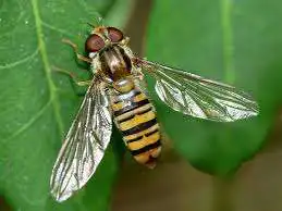 Episyrphus balteatus