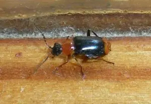 Hypebaeus flavicollis