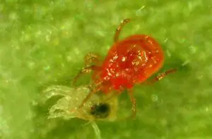 Phytoseiulus persimilis
