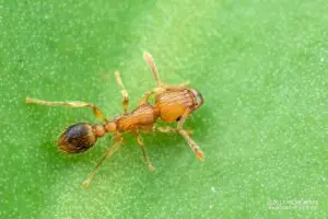 Tetramorium bicarinatum
