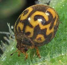 mariquita hervibora 2