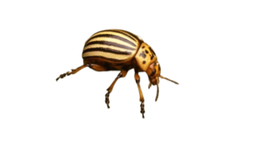 Escarabajo de la patata