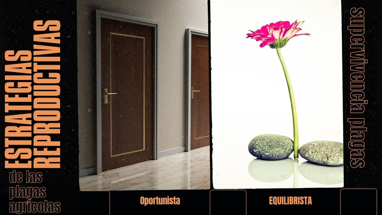 estrategias reproductivas