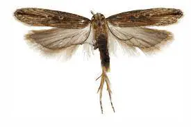 tecla solanivora