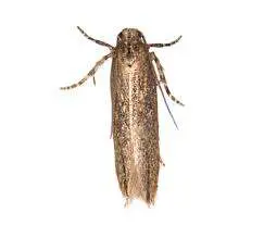 Tecla solanivora
