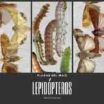 lepidópteros