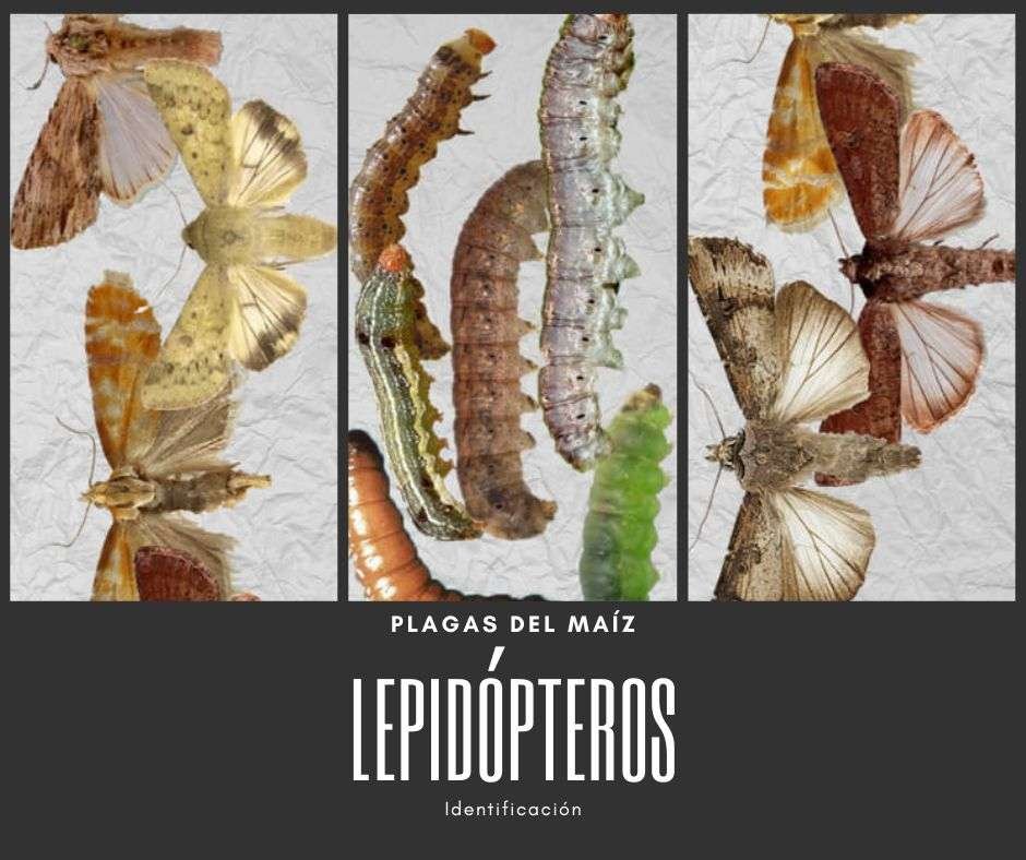 lepidópteros