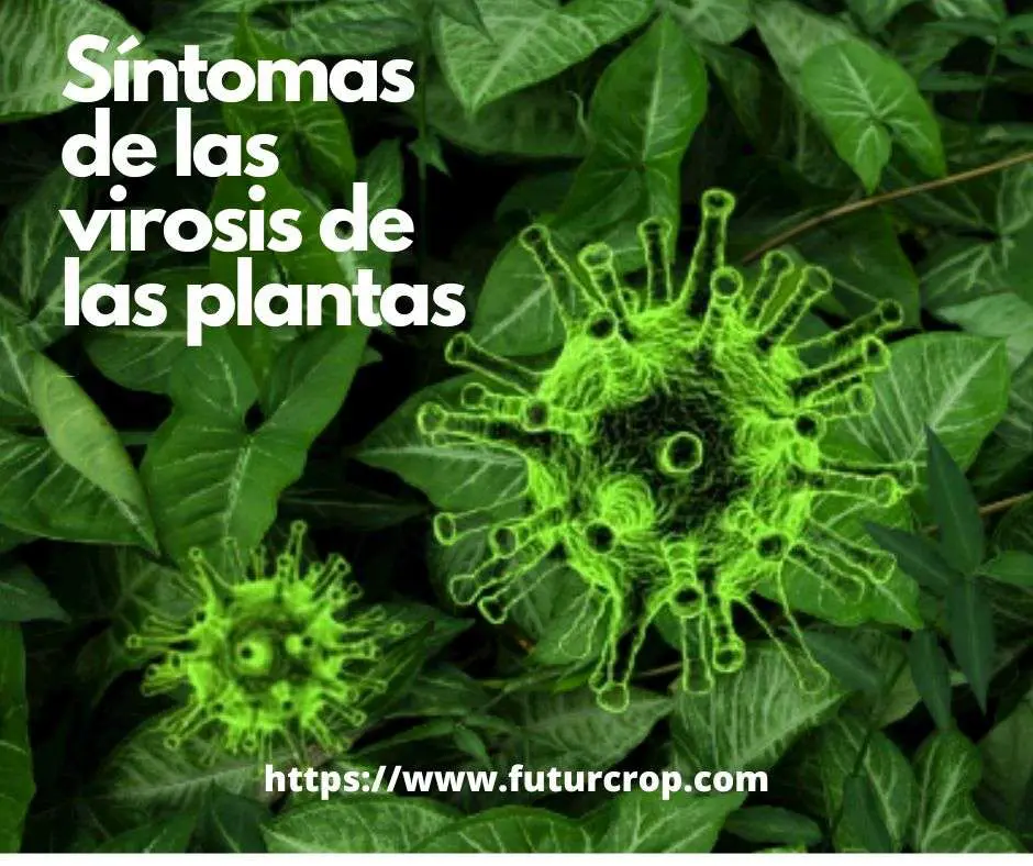 virosis de las plantas