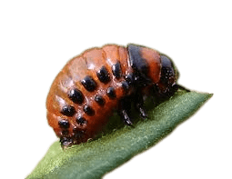 larva del escarabajo de la patata