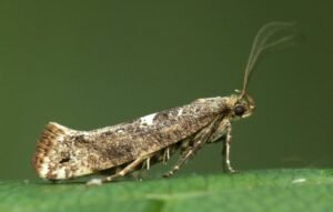 Acrolepiopsis assectella