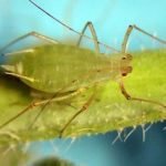 Acyrthosiphon kondoi Pulgón azul de la alfalafa