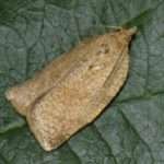 Adoxophyes orana Cápula, oruga de la piel