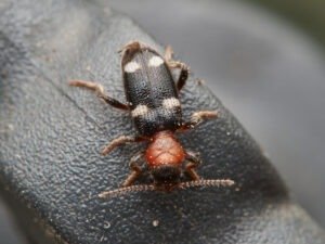 Allonyx-quadrimaculatus