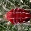 Amphitetranychus viennensis