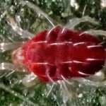 Amphitetranychus viennensis