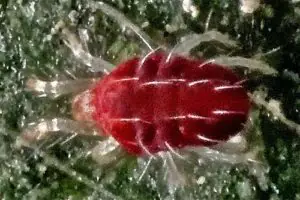 Amphitetranychus viennensis