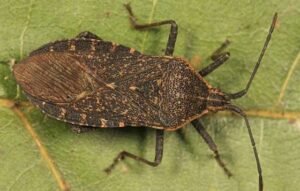 Anasa tristis