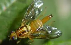 Anastrepha serpentina