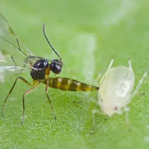 Aphidius colemani