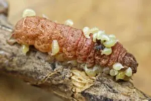 euplectrus sp