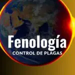 fenología y control de plagas