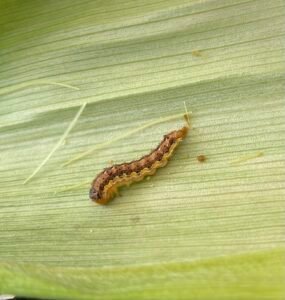Helicoverpa zea