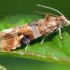Lobesia botrana