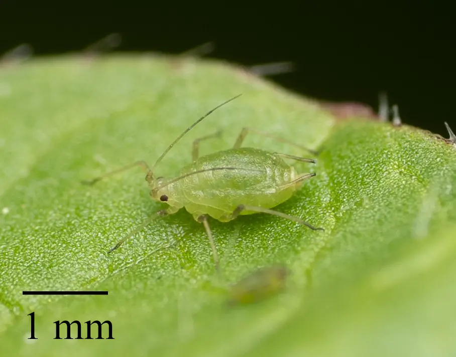 Myzus persicae
