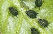 aphis gossypii