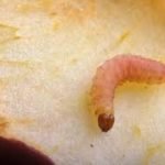 cydia pomonella larvae
