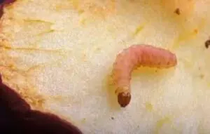 cydia pomonella larvae
