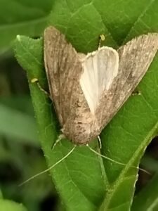 Spodoptera frugiperda