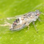 Bactericera cockerelli