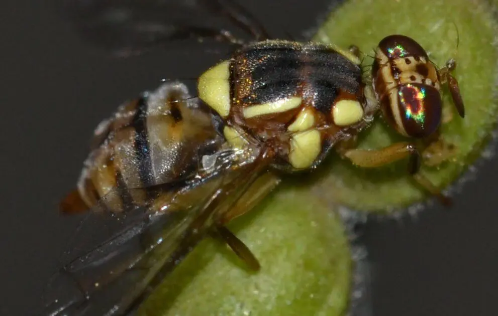 Bactrocera dorsalis