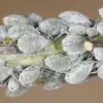 Brevicoryne brassicae