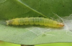 Epiphyas postvittana larva (1) (1) (1)