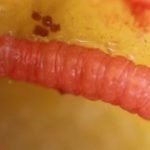 grapholita funebrana