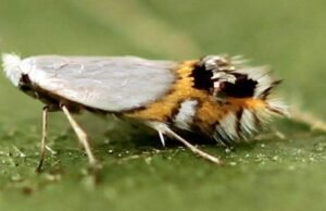 Leucoptera malifoliella