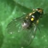 Liriomyza huidobrensis