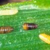 Liriomyza huidobrensis
