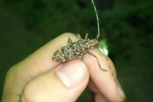 Monochamus alternatus