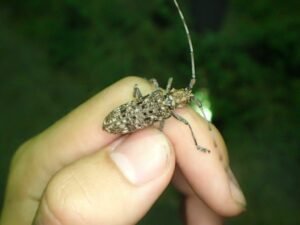 Monochamus alternatus