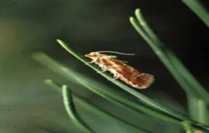 rhyacionia bouliana